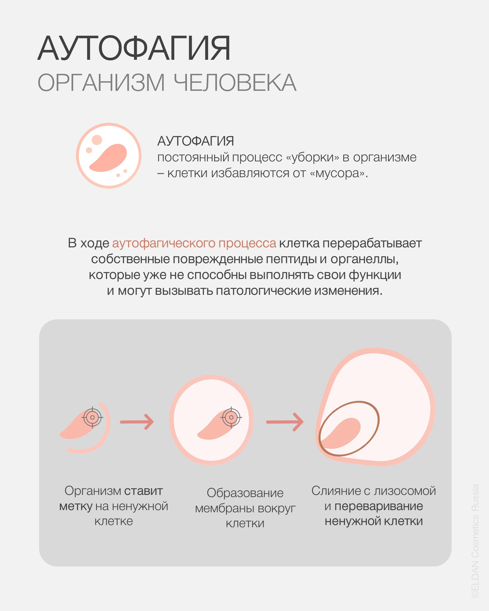 Пост аутофагия 2.jpg